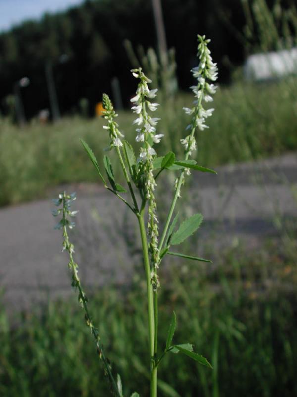 Melilotus-alba.jpg