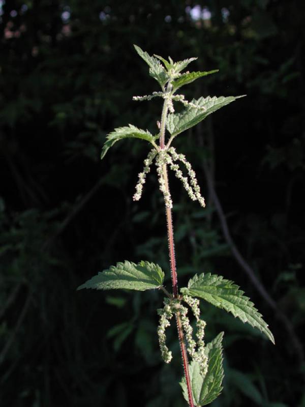 Urtica-dioica.jpg