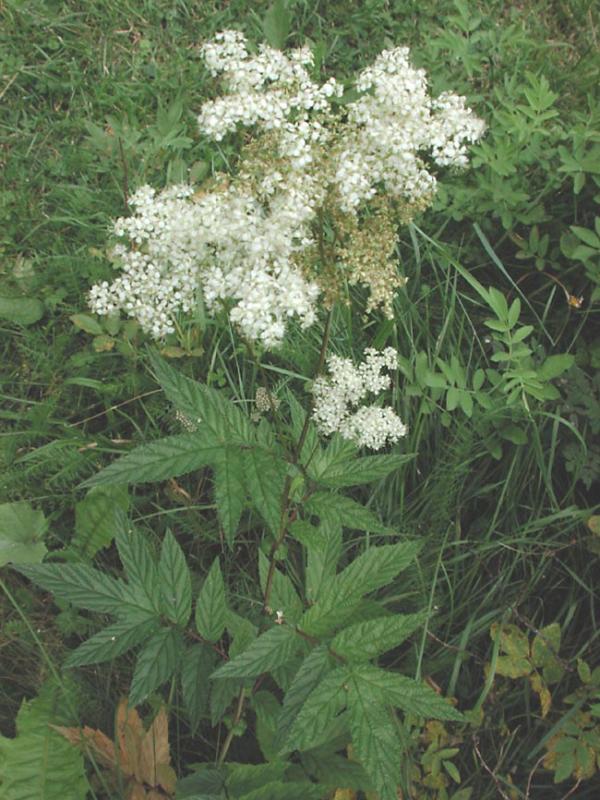 Filipendula-ulmaria.jpg