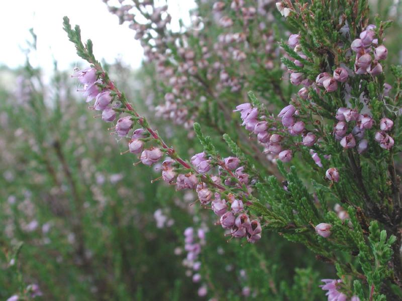 Calluna-vulgaris.jpg