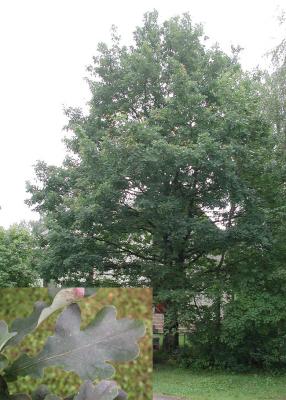 Quercus-robur.jpg