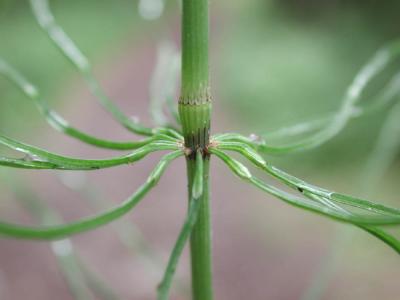 Equisetum-pratense.jpg