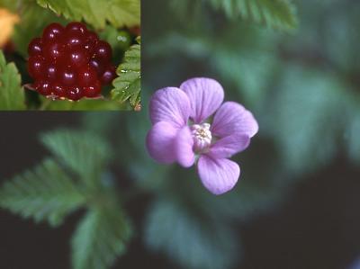 Rubus-arcticus.jpg