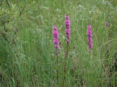 Lythrum-salicaria.jpg