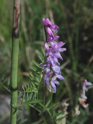 Vicia-cracca.jpg