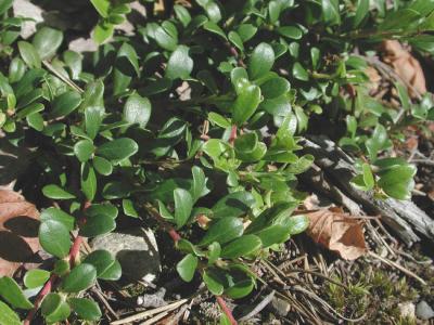 Arctostaphylos_uva-ursi.jpg