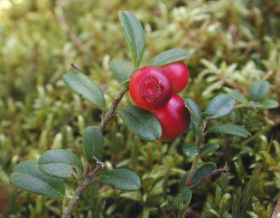 Vaccinium_vitis-idaea.jpg