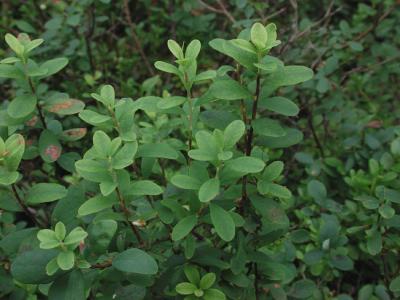 Vaccinium-uliginosum.jpg