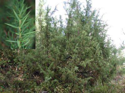 Juniperus-communis.jpg