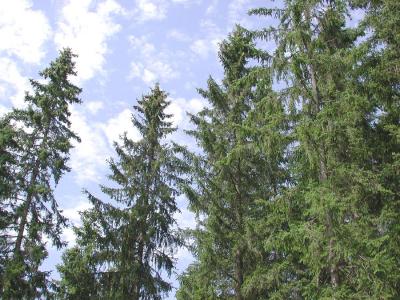 Picea-abies.jpg