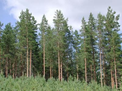 Pinus-sylvestris.jpg
