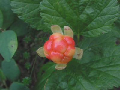 Rubus-chamaemorus.jpg