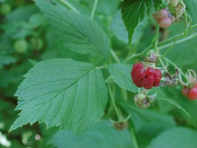 Rubus-idaeus.jpg
