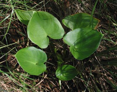 Calla-palustris.jpg