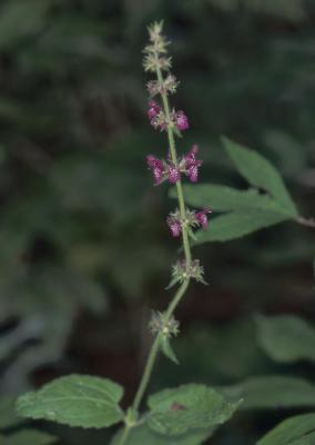 Stachys-sylvatica.jpg