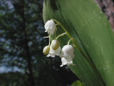 u13/holopain/medium/3706265.Convallariamajalis.jpg