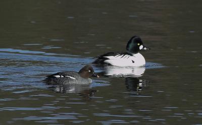 Bucephala-clangula.jpg