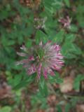 Trifolium-pratense.jpg