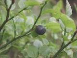 Vaccinium-myrtillus.jpg
