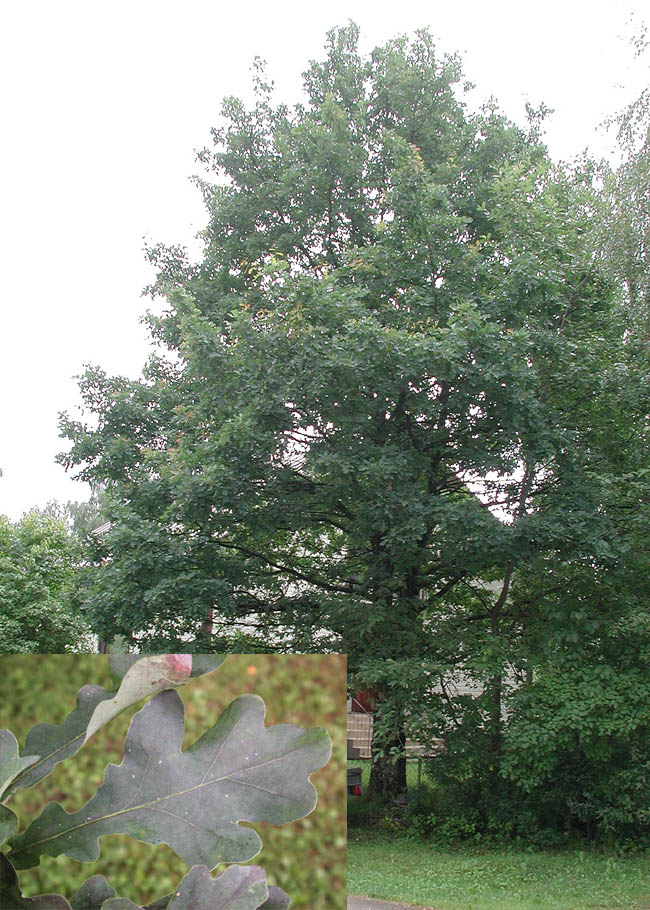 Quercus-robur.jpg