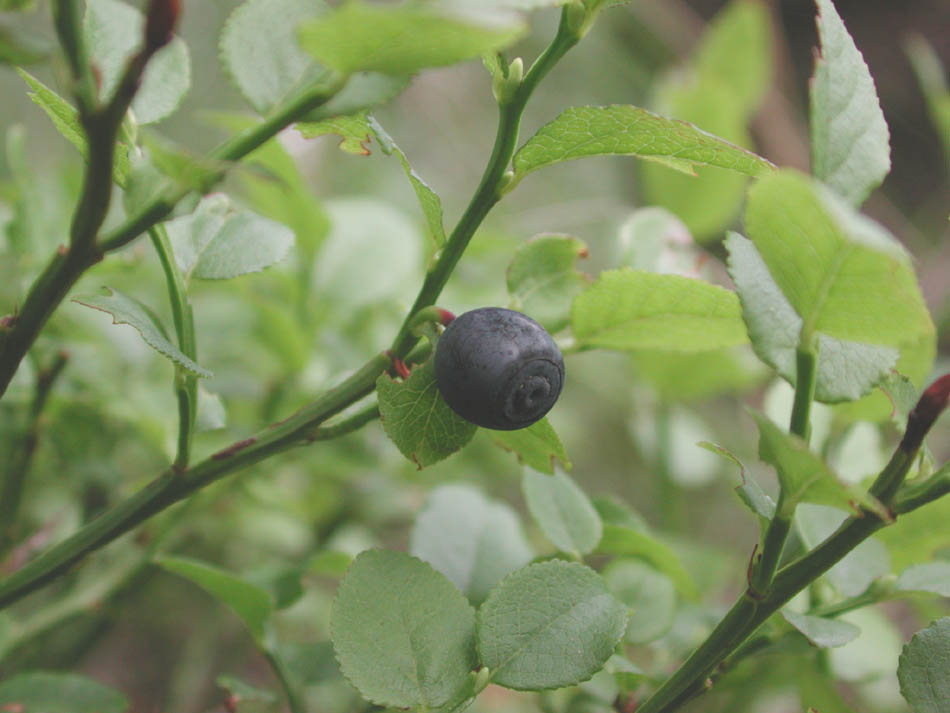 Vaccinium-myrtillus.jpg