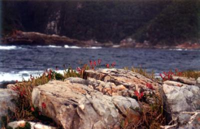 Flowers & Rocks