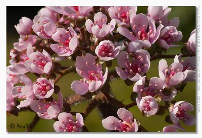 Darmera peltata