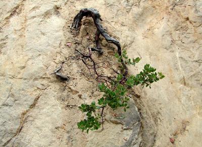 Manzanita growing from rock