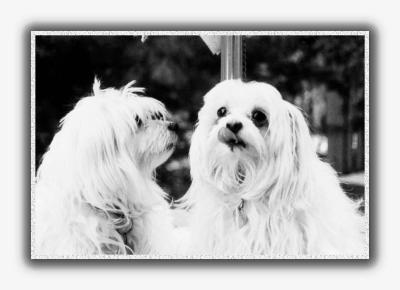 u13/iamarika/medium/38434254.Dogs2bw.jpg