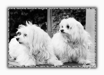 u13/iamarika/medium/38434255.Dogs1bw.jpg