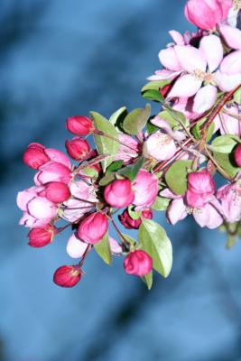 Cherry Blossoms