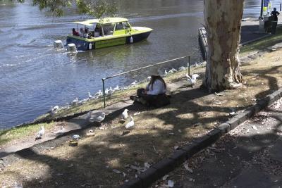 Feeding the seagulls on the banks of the yarra