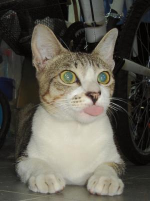 peter's cat - cute little charmer