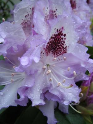 Rhododendron 5.JPG