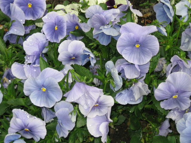 Pansies.JPG