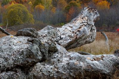 Tree Trunk