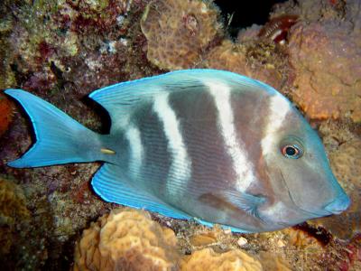 Blue Tang2