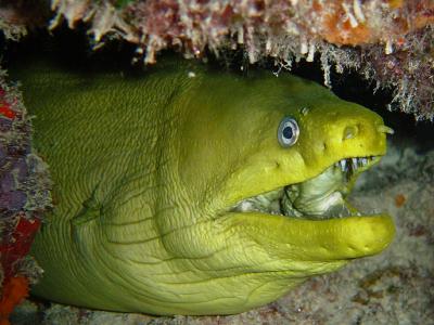 Green Moray 9