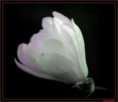 magnolia