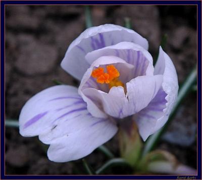 crocus