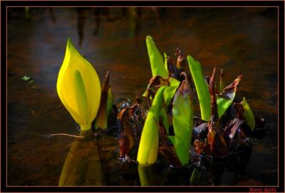 waterplant