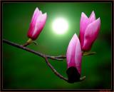 magnolia in de zon