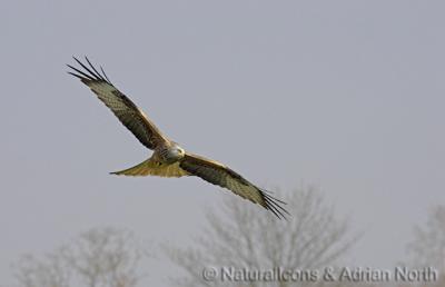 Red Kite, Gigrin Farm, Wales