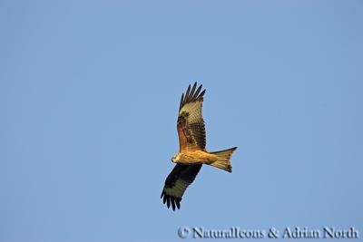 Red Kite, Gigrin Farm, Wales