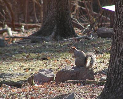 A Squirrel