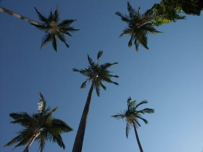 a corner in the campus of HKU  (dream on....you are NOT in Hawaii)