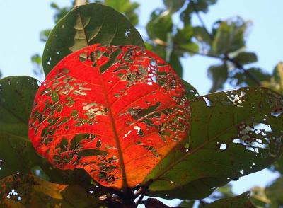 fall colors