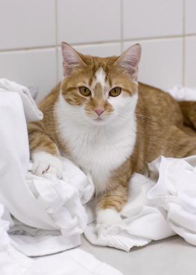 Laundry Helper