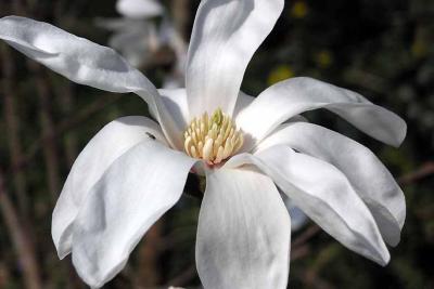 btu030405w white magnolia 2zrmo.jpg