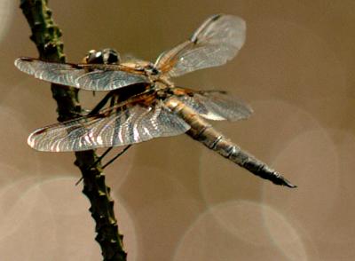 DSCF5461excr.jpg